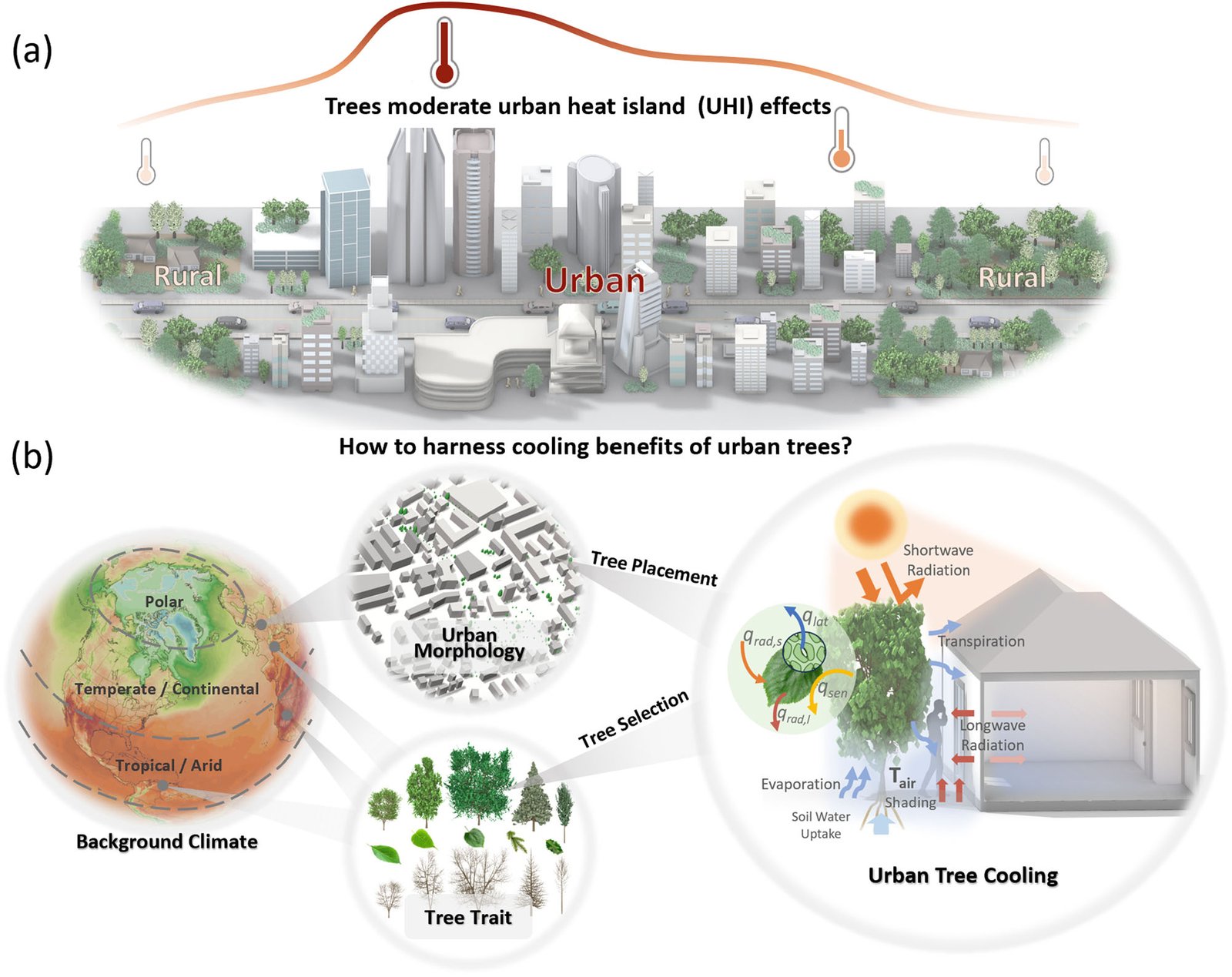 Conceptual illustration of how urban trees moderate the urban heat island effect